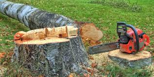 How Our Tree Care Process Works  in  South Blooming Grove, NY