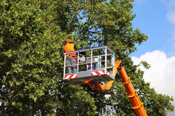 Best Pest Control for Lawns  in South Blooming Grove, NY