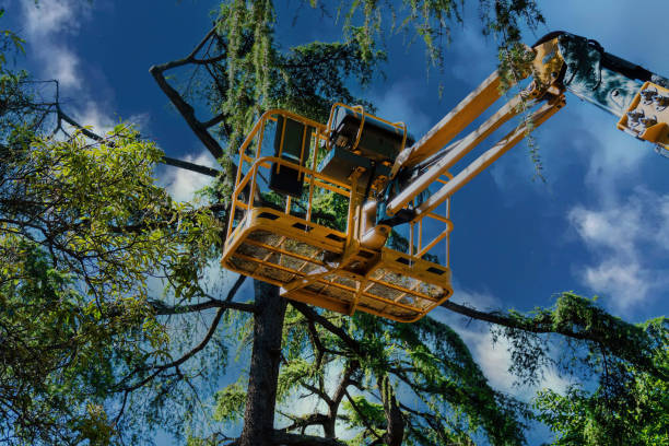 Reliable South Blooming Grove, NY Tree Services Solutions