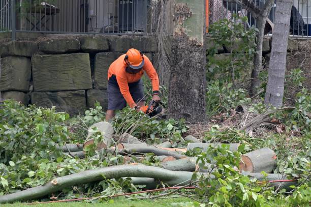 Best Tree Maintenance Programs  in South Blooming Grove, NY