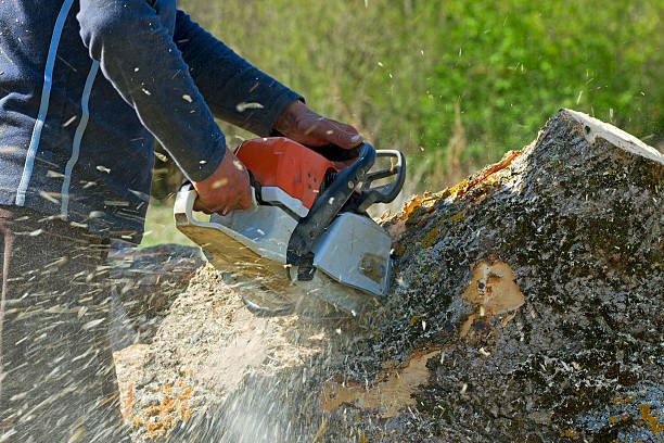 Best Soil Testing and Treatment  in South Blooming Grove, NY